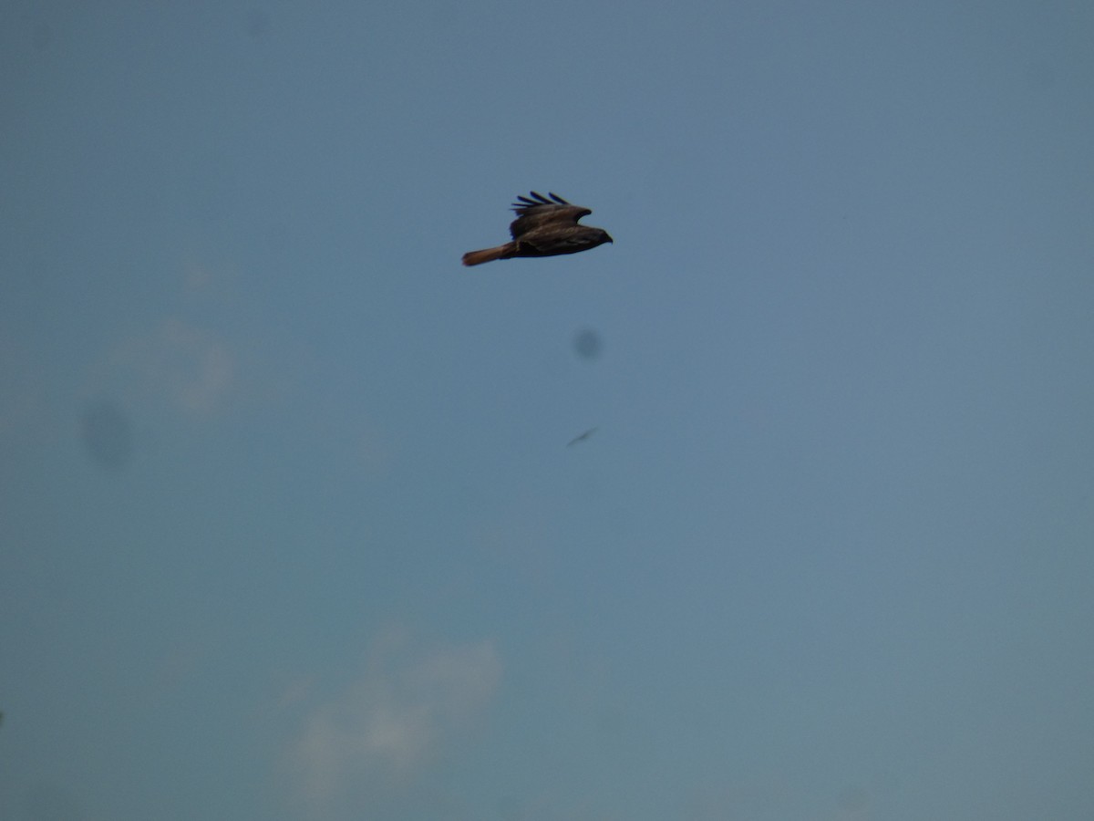 Long-legged Buzzard (Atlas) - ML645622420