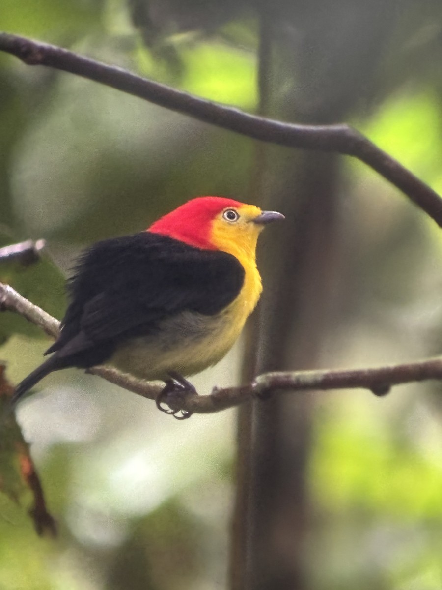 Wire-tailed Manakin - ML645622421