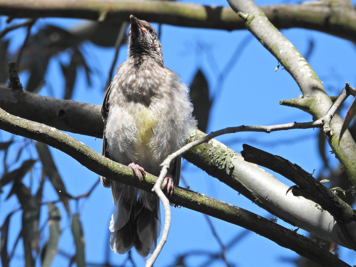 Red Wattlebird - ML645622422