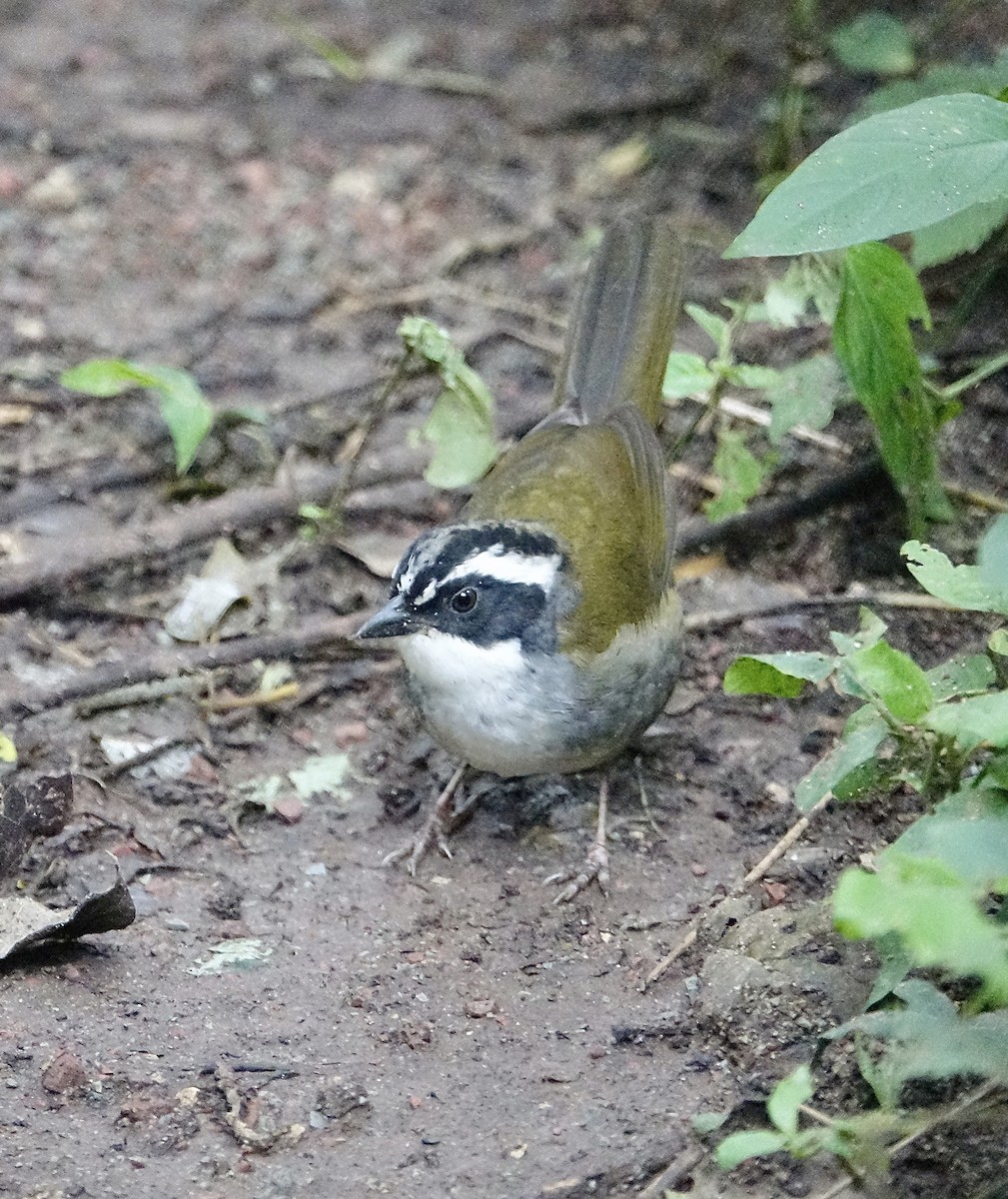 White-browed Brushfinch - ML645622423