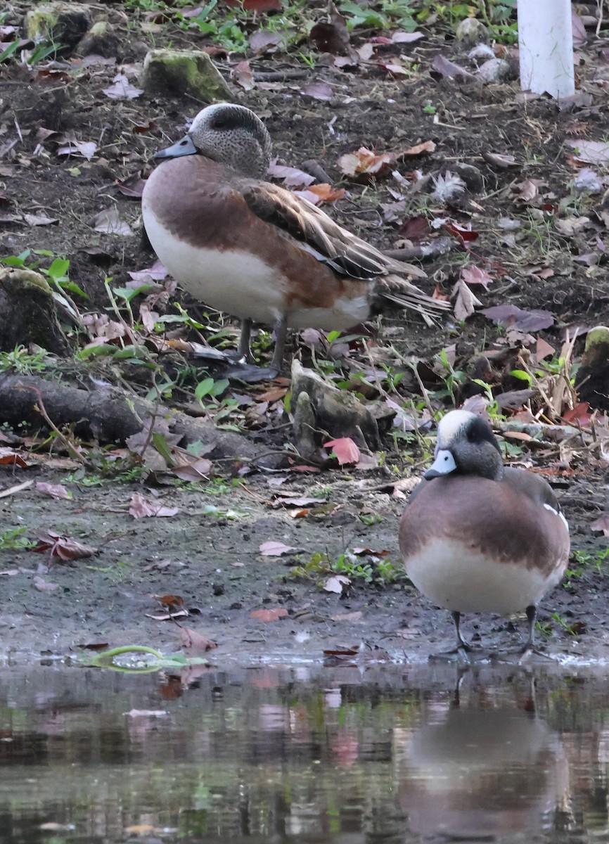 American Wigeon - ML645622425