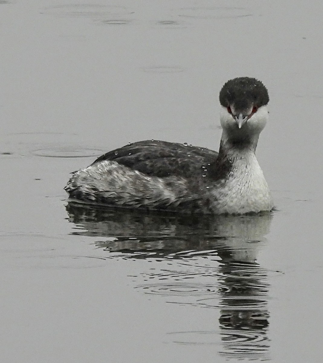 Horned Grebe - ML645622438