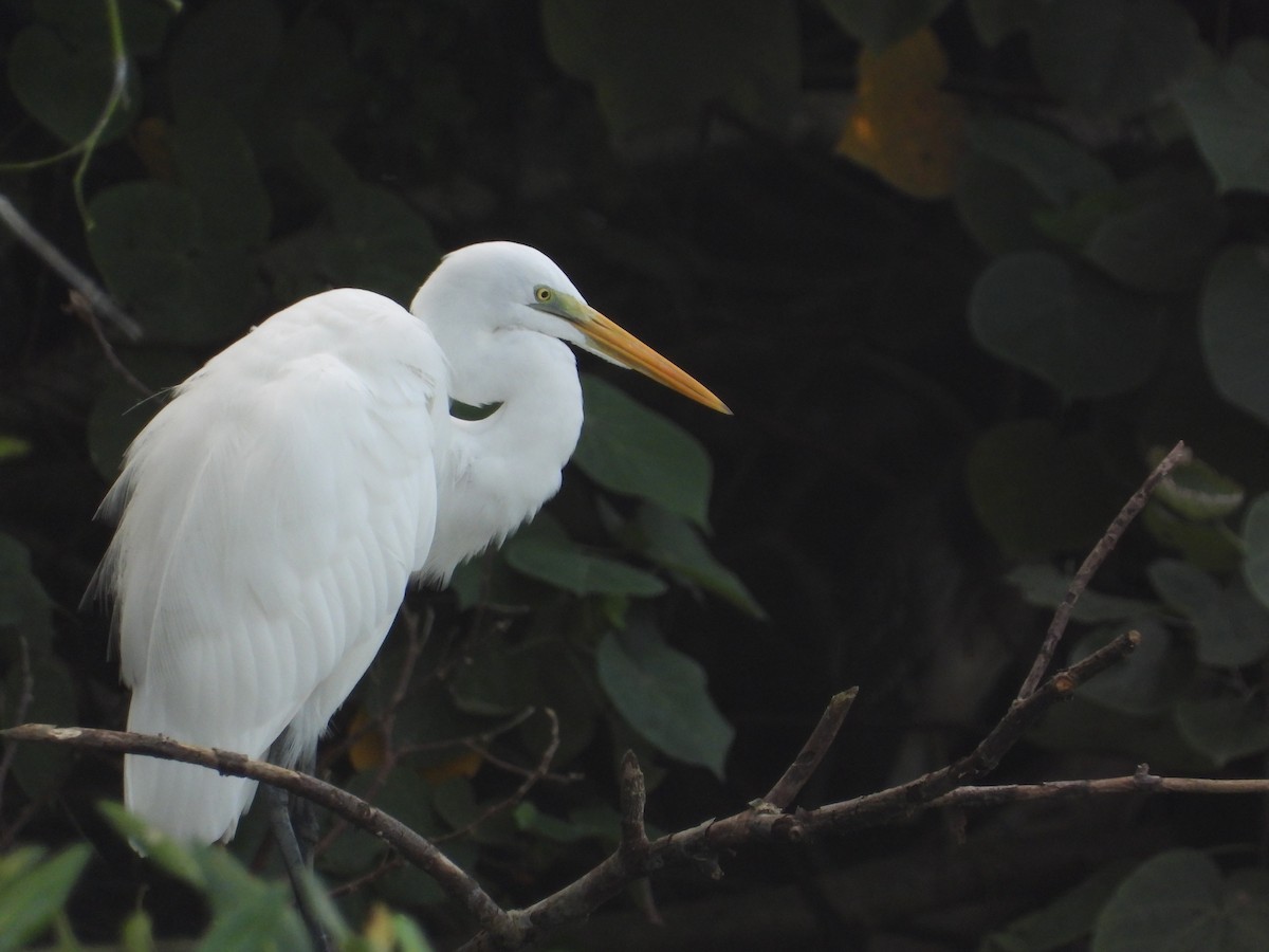 Great Egret - ML645622440
