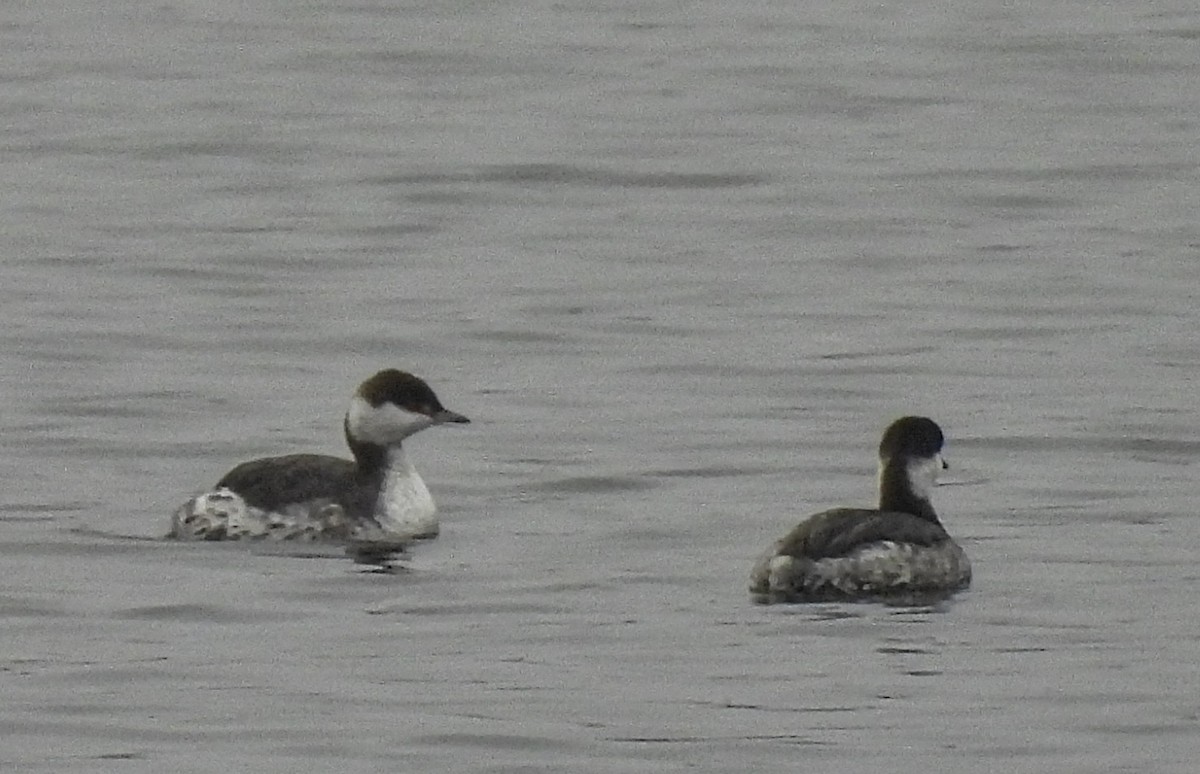 Horned Grebe - ML645622443