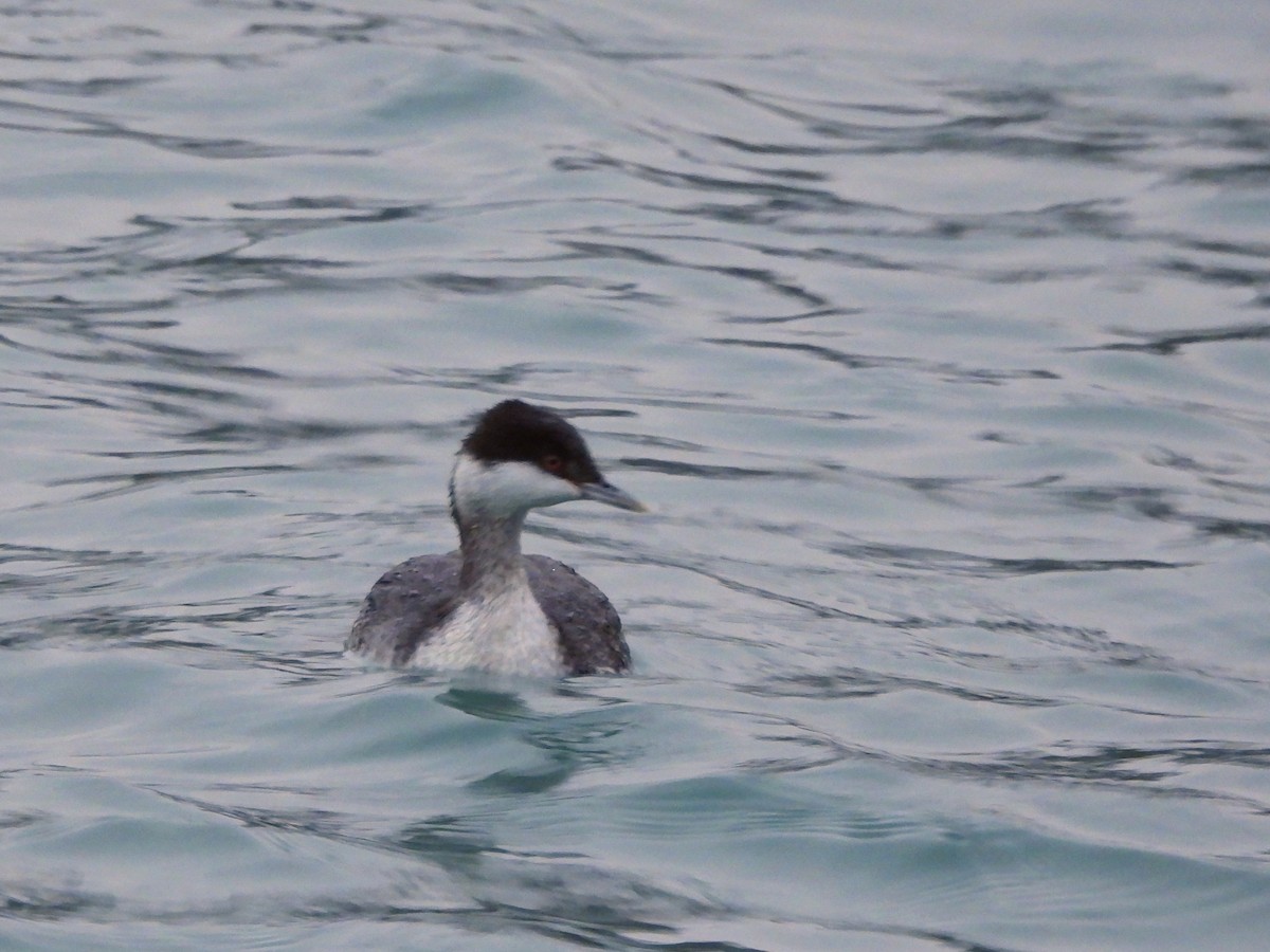 Grèbe esclavon - ML645622451