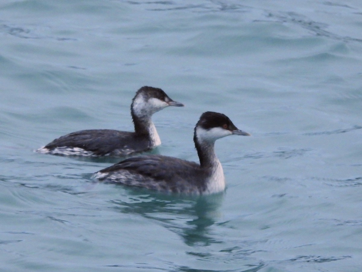 Grèbe esclavon - ML645622452