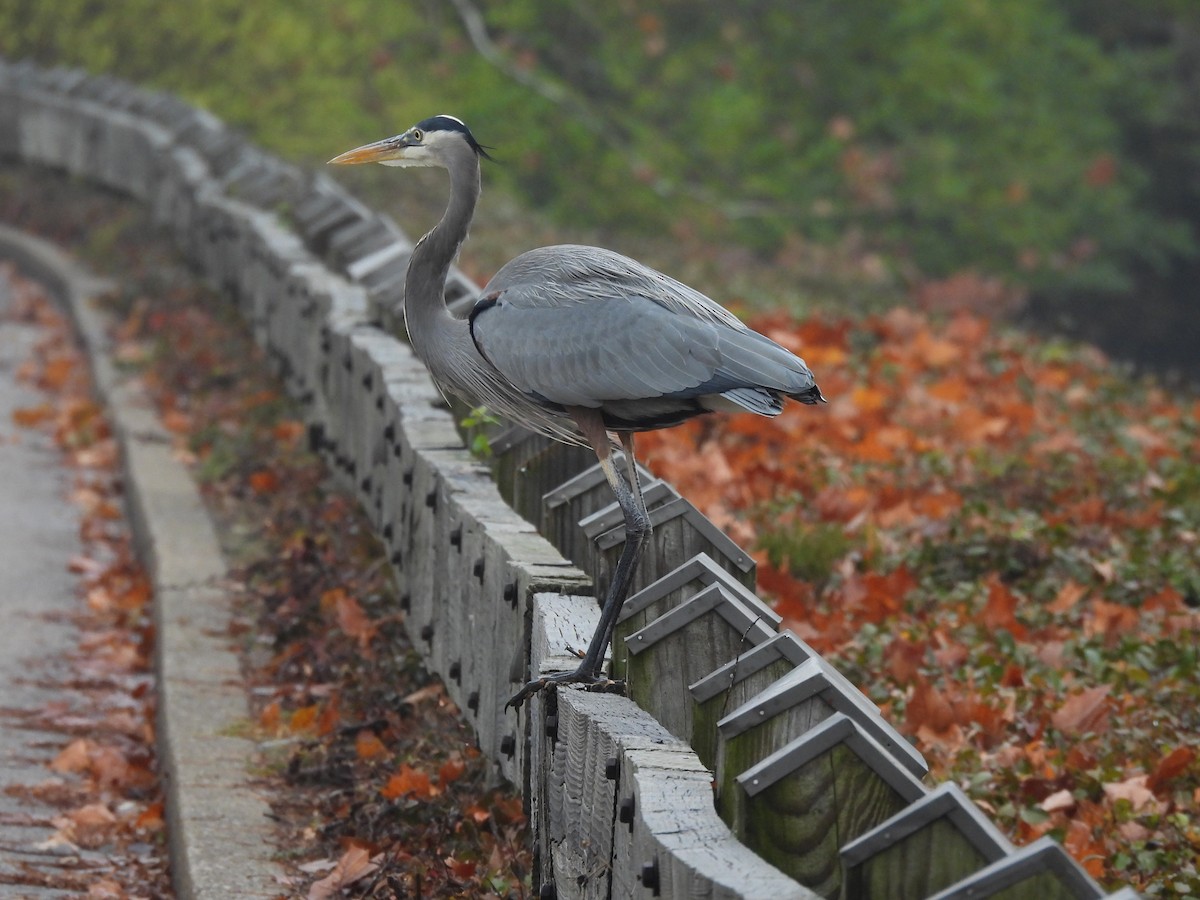 Great Blue Heron - ML645622454