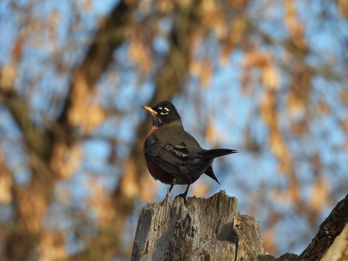 American Robin - ML645622461