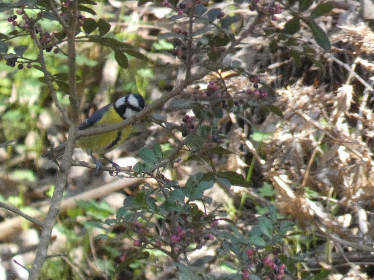 Африканская лазоревка - ML645622463