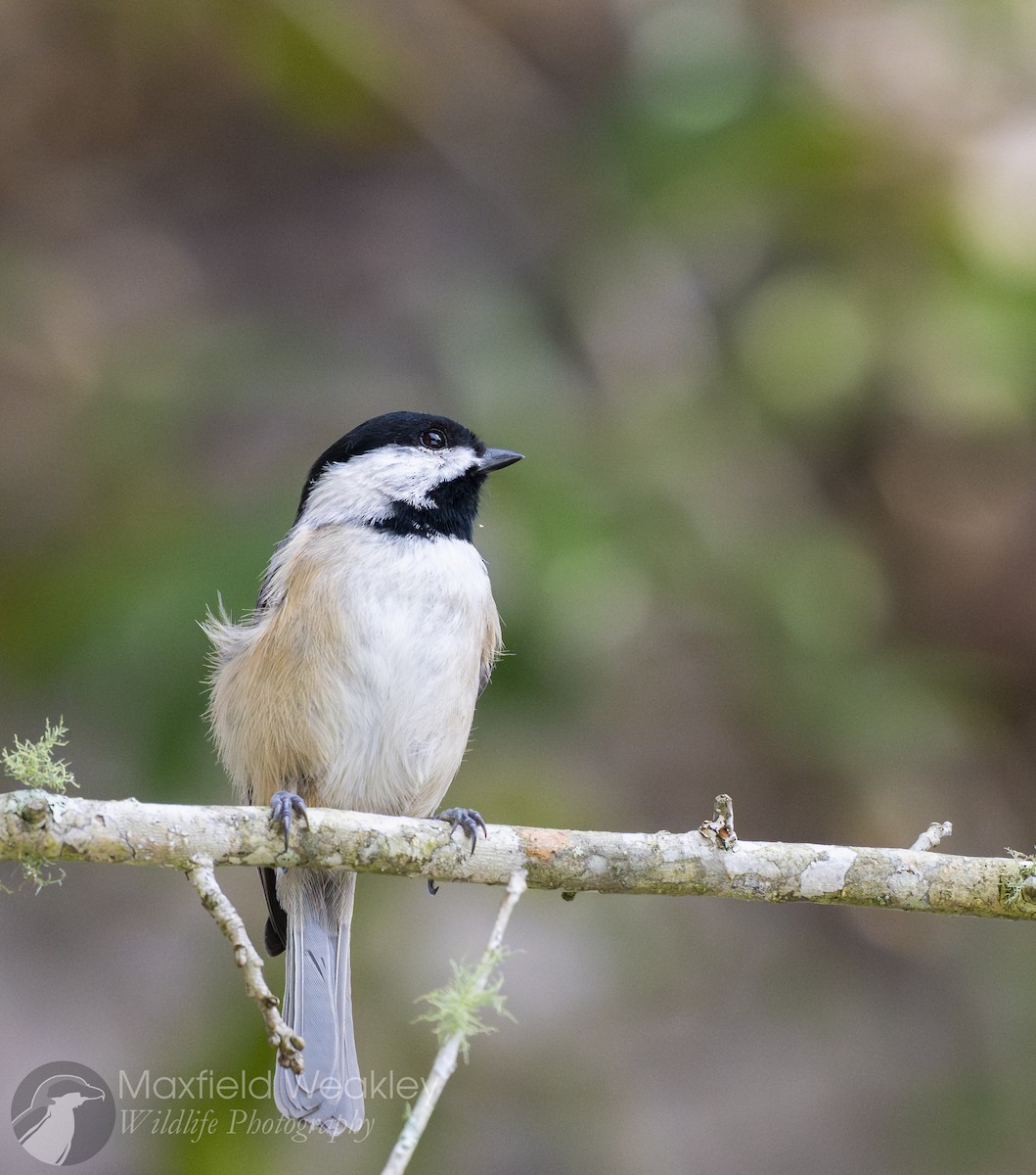 Каролинская гаичка - ML645622469