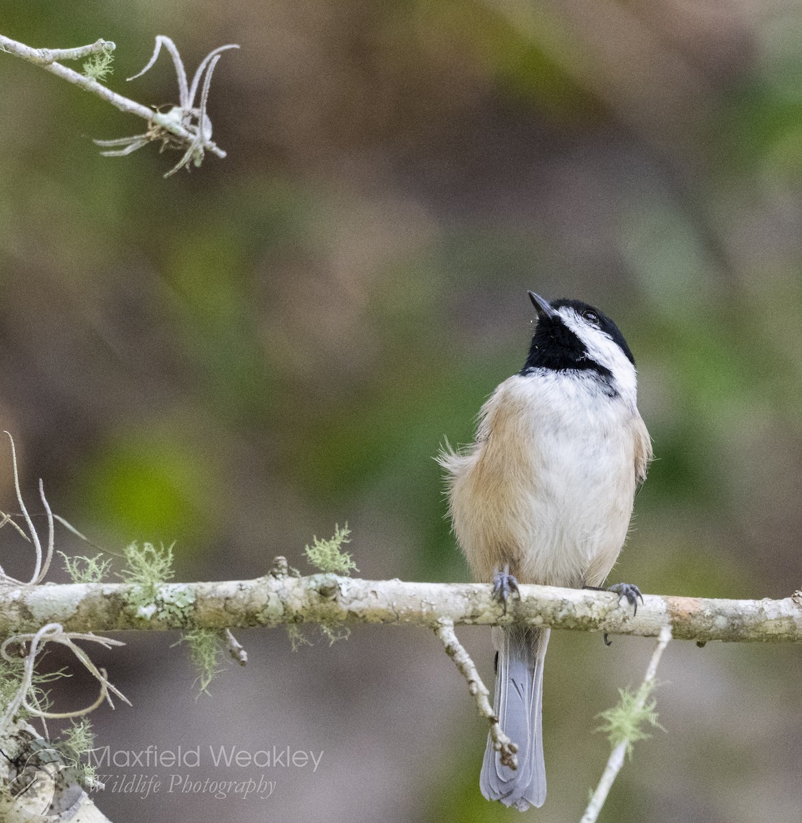 Каролинская гаичка - ML645622470