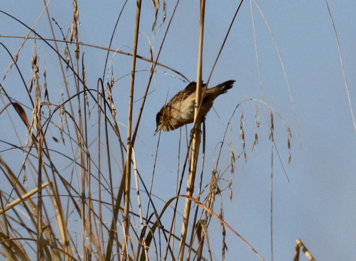 Grass Wren (Northern) - ML645622474