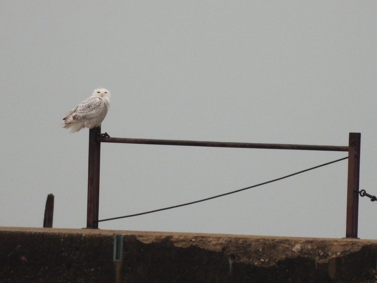 Snowy Owl - ML645622476