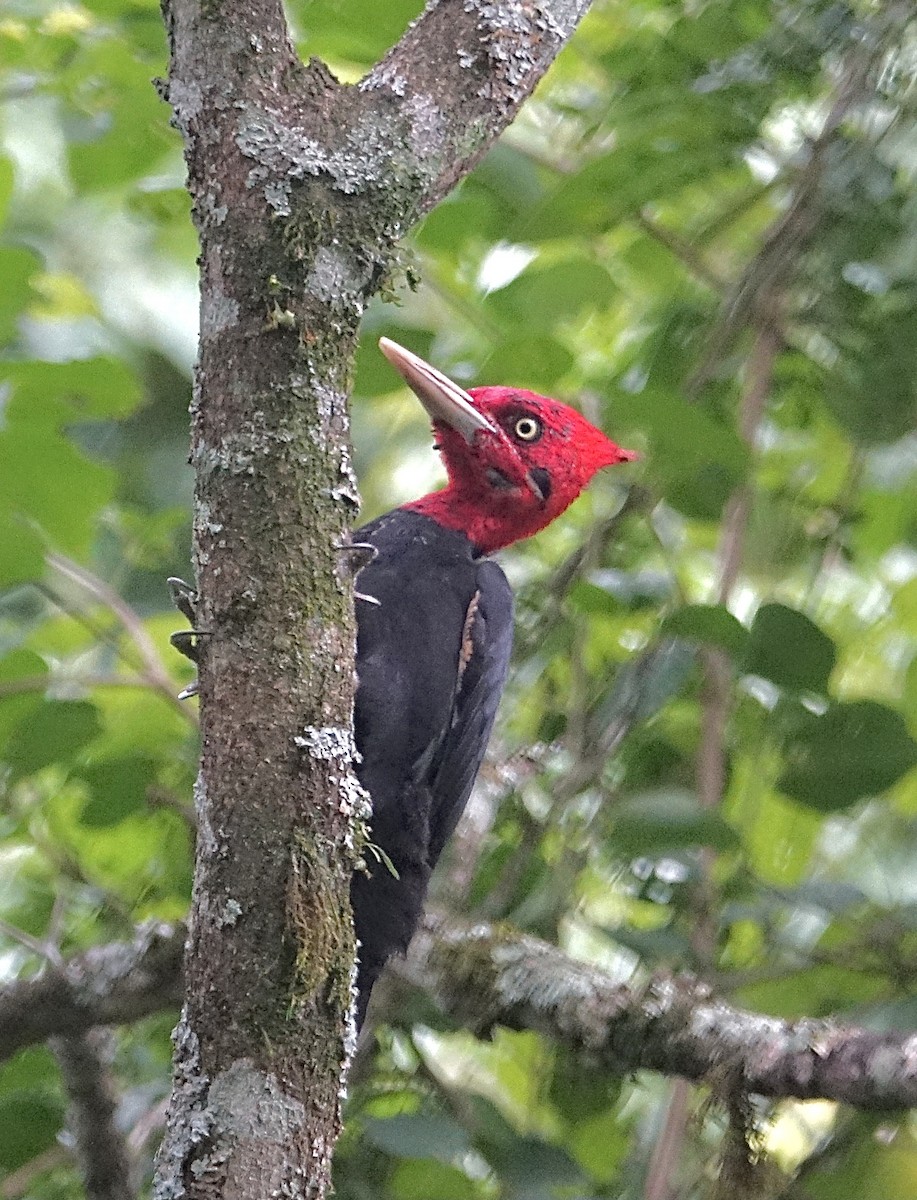Cream-backed Woodpecker - ML645622477