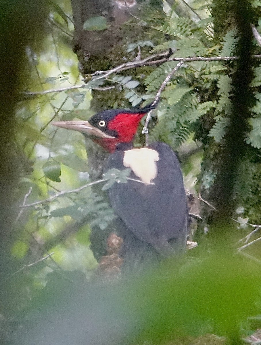 Cream-backed Woodpecker - ML645622478