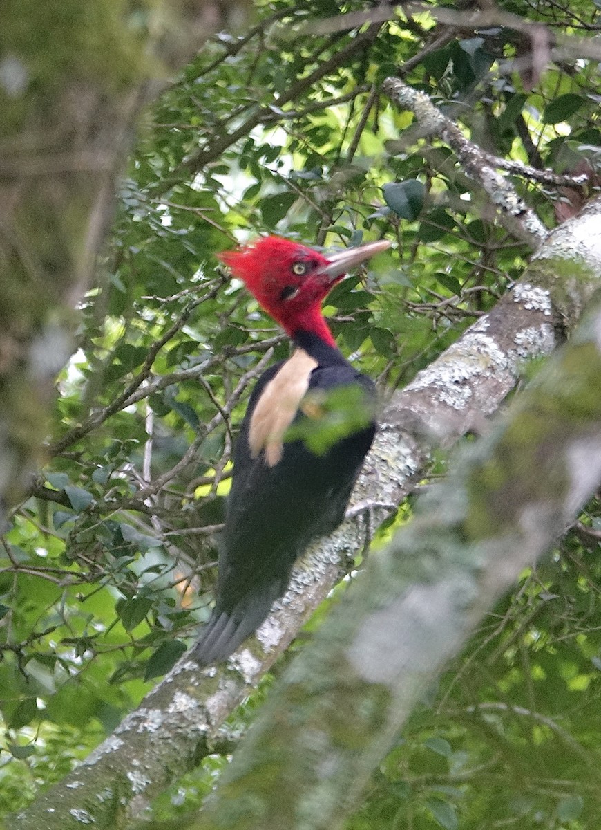 Cream-backed Woodpecker - ML645622479