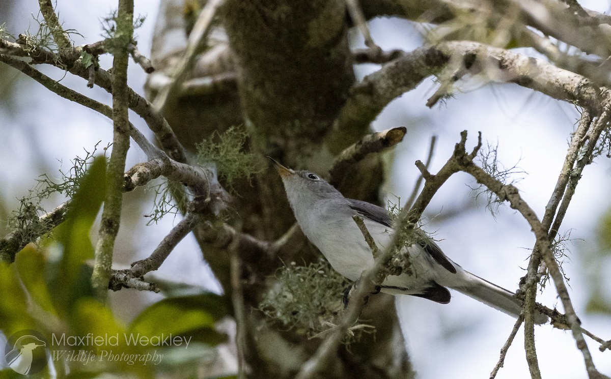 Голубая комароловка (caerulea) - ML645622486