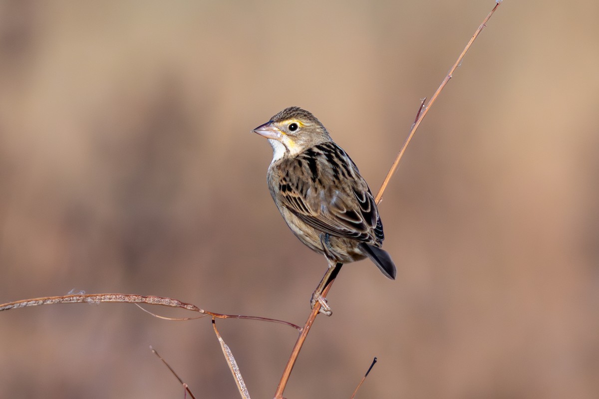Dickcissel - ML645622487
