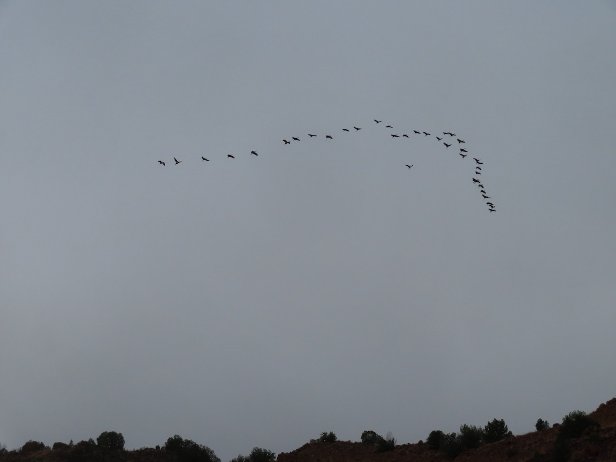 Канадский журавль - ML645622489