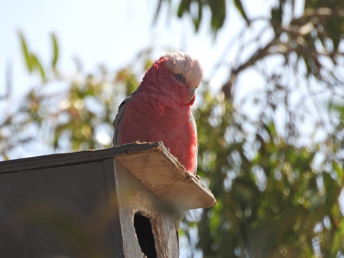 Розовый какаду - ML645622493