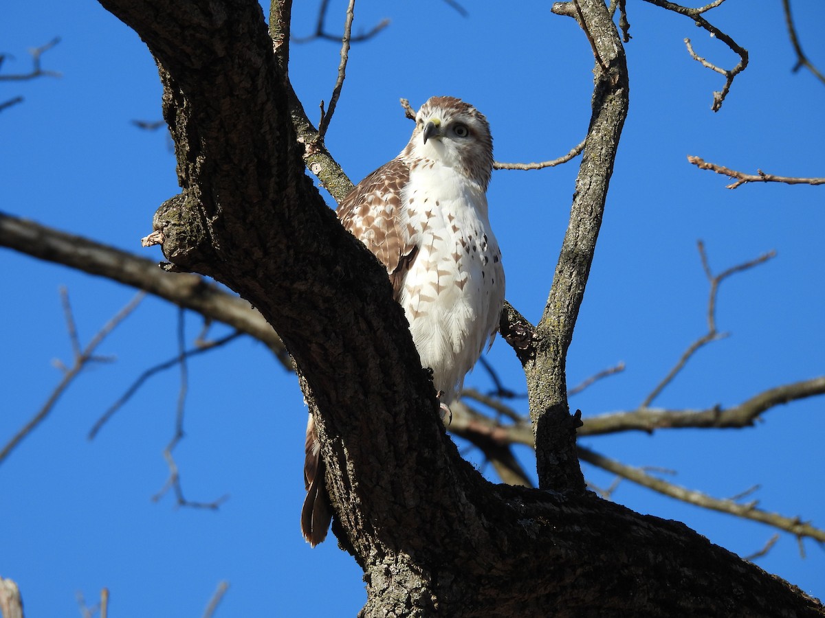 Краснохвостый канюк - ML645622496
