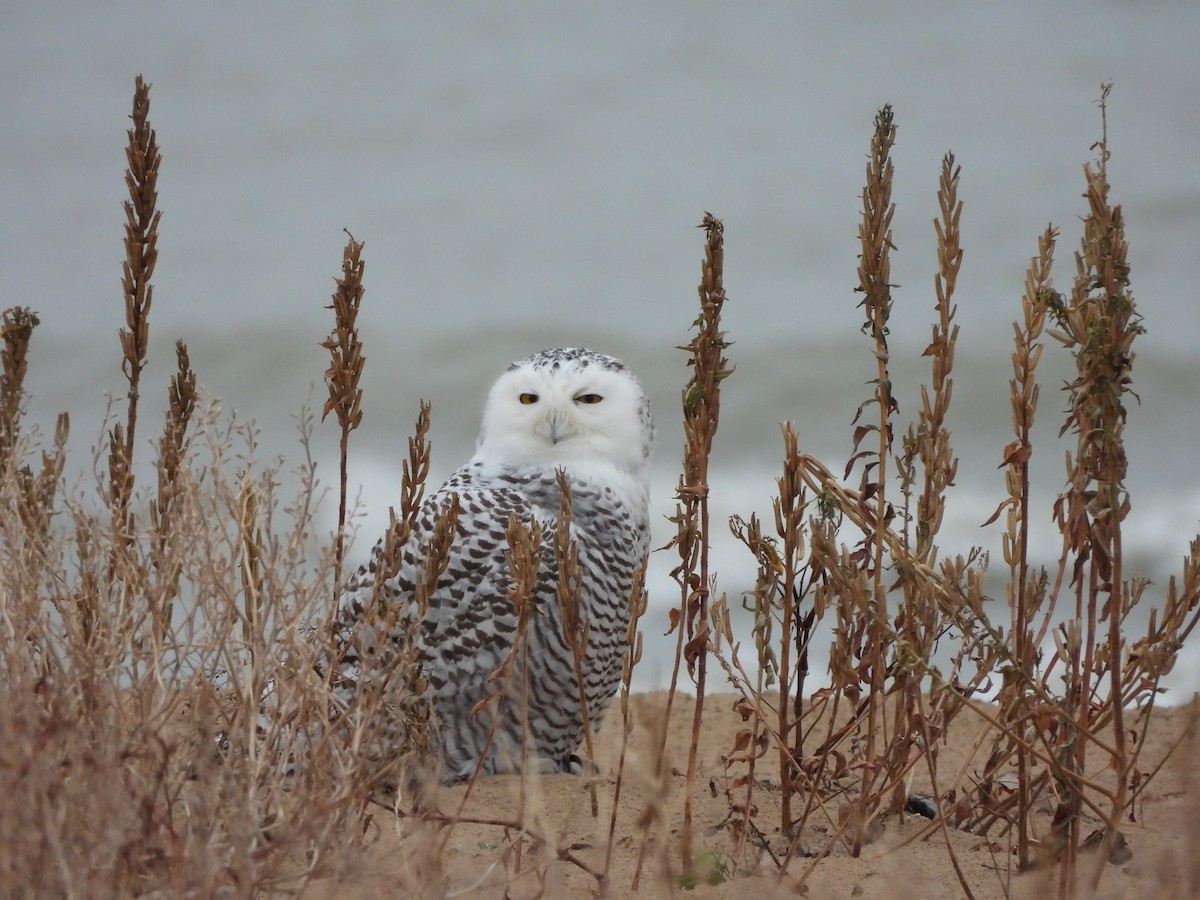 Белая сова - ML645622497