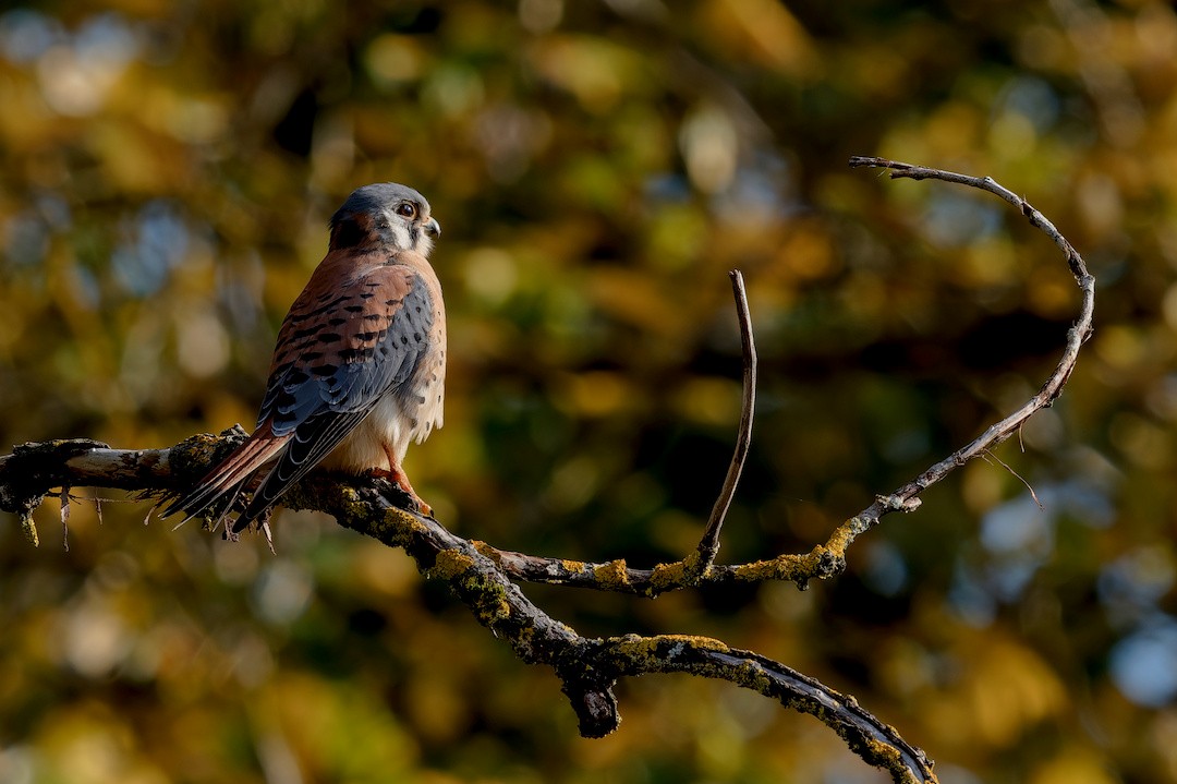 Воробьиная пустельга - ML645622503