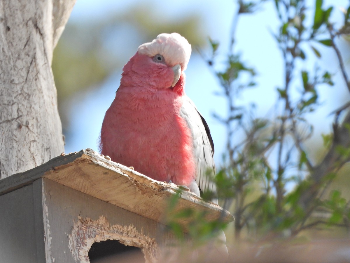 Розовый какаду - ML645622504