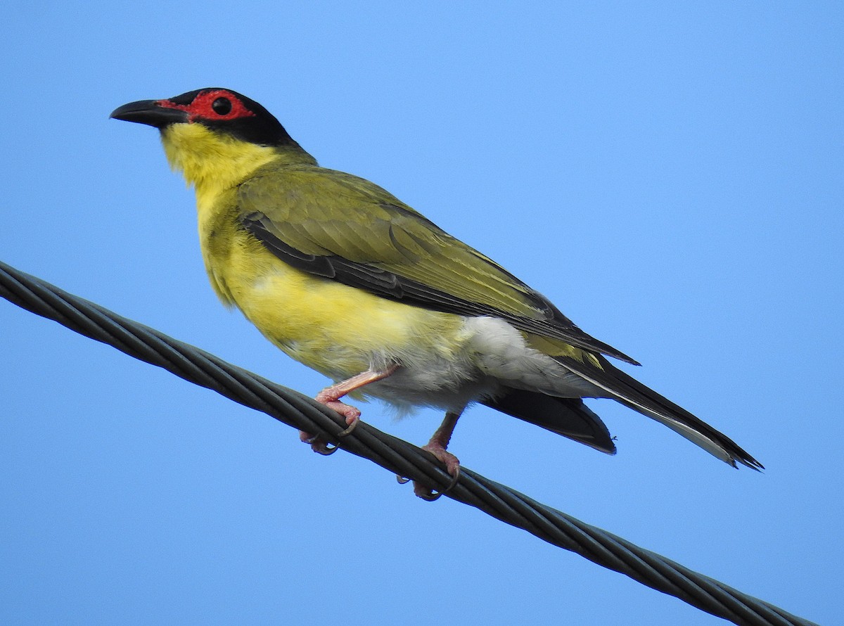 Зелёная инжирница - ML645622506