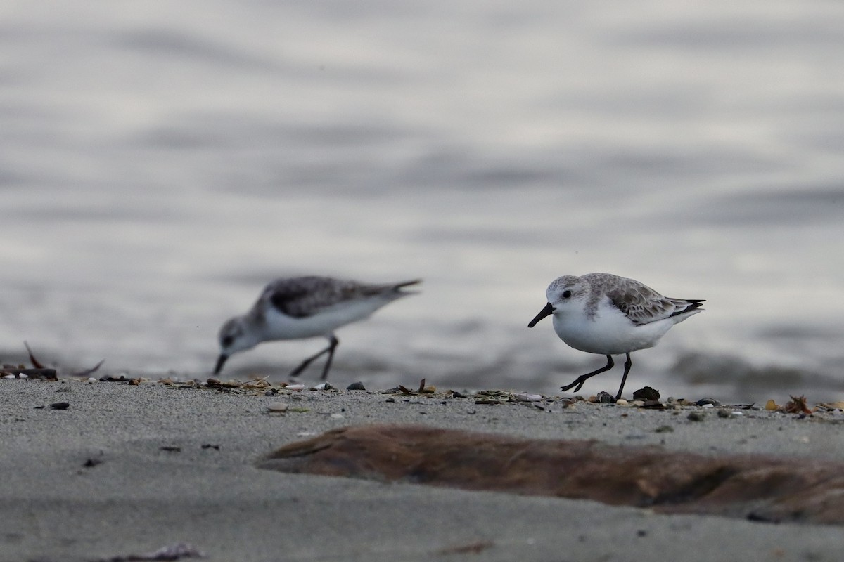 Песчанка - ML645622507