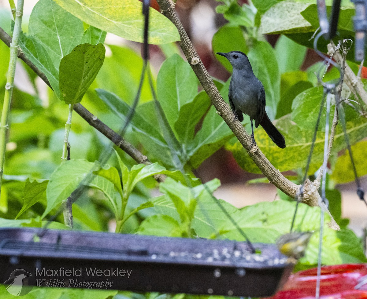Gray Catbird - ML645622508