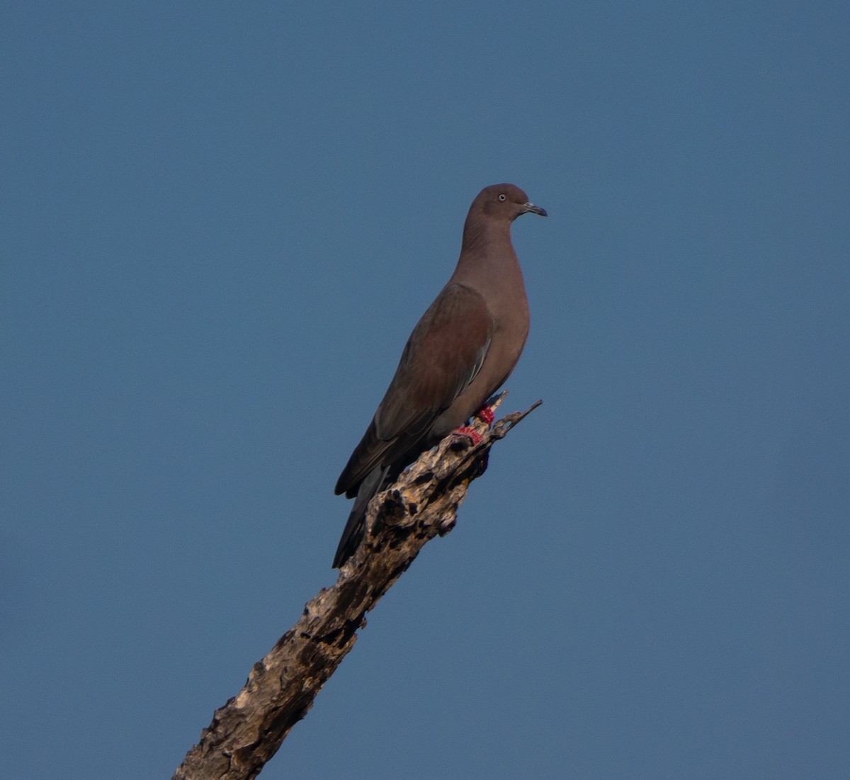 Антильский голубь - ML645622510