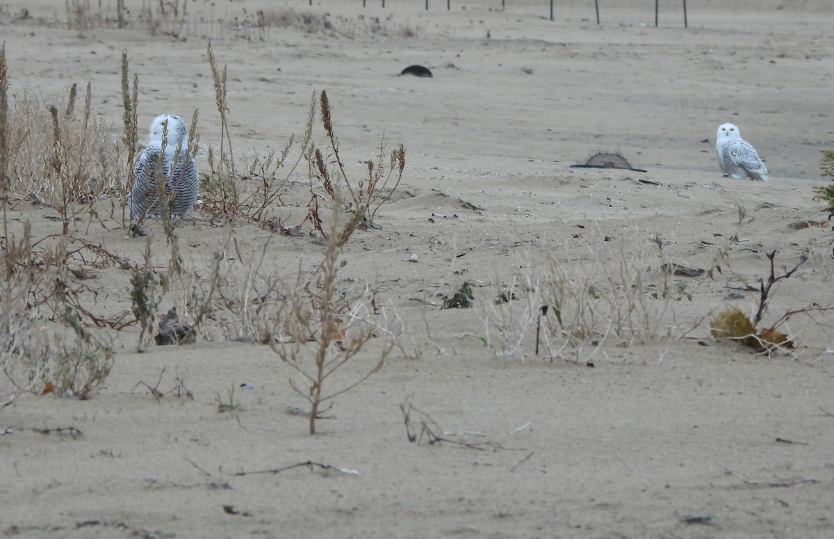 Белая сова - ML645622511