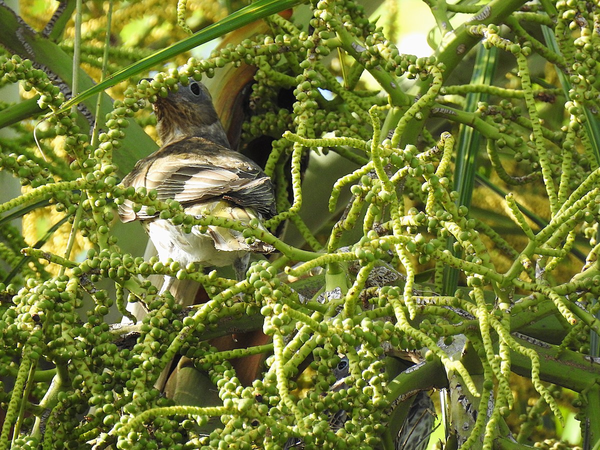 Зелёная инжирница - ML645622512