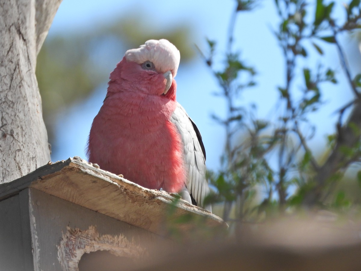 Розовый какаду - ML645622514