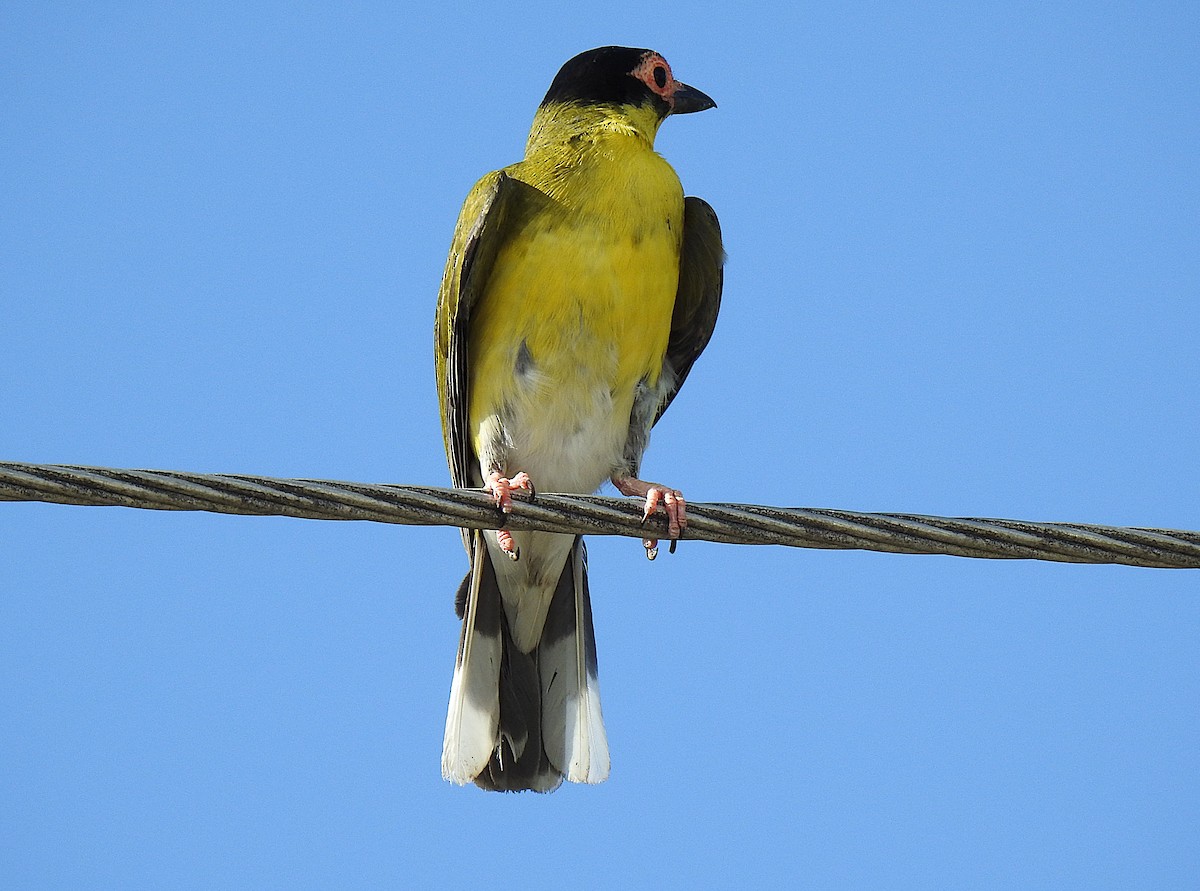 Зелёная инжирница - ML645622515