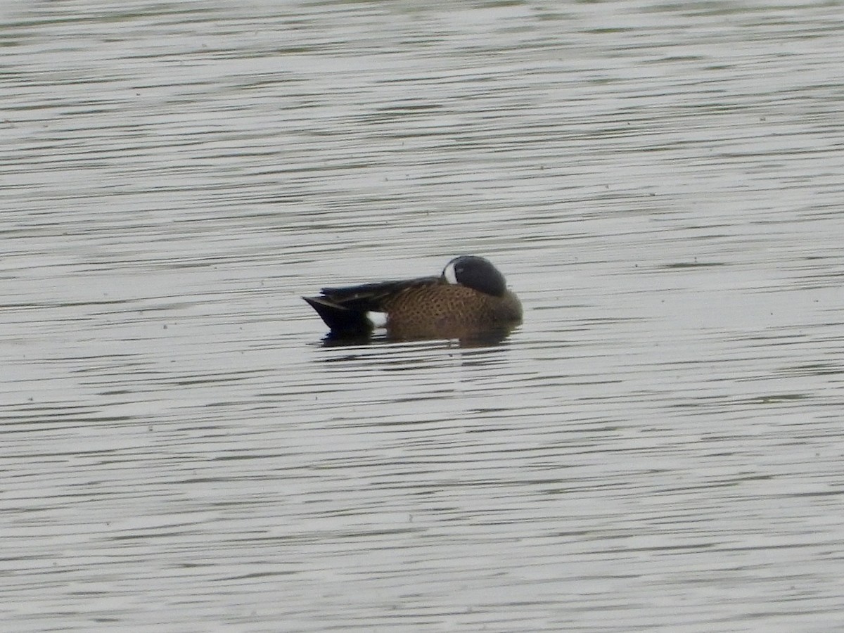 Синекрылый чирок - ML645622519