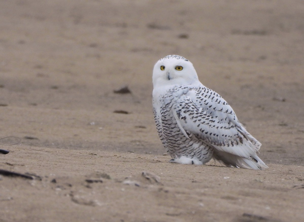 Белая сова - ML645622520