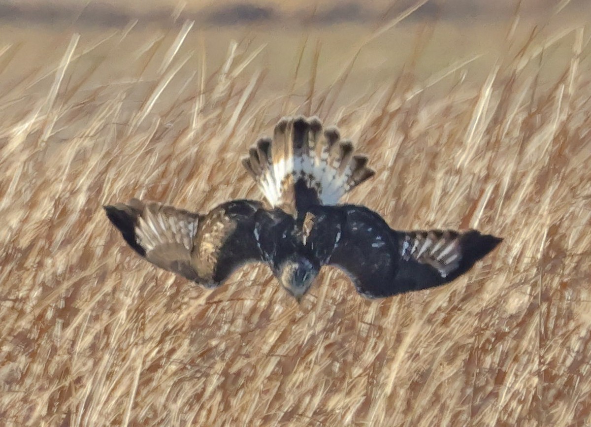 Зимняк - ML645622521