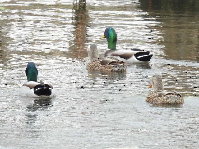 Кряква - ML645622522