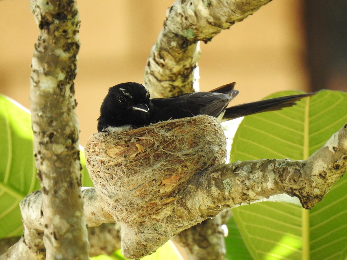 Сорочья граллина - ML645622523