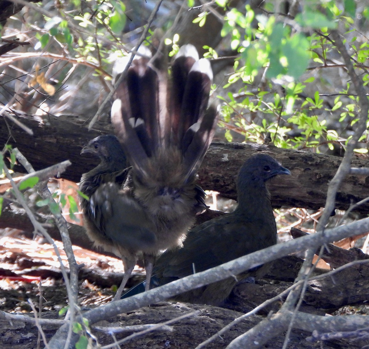 Бурокрылая чачалака - ML645622524