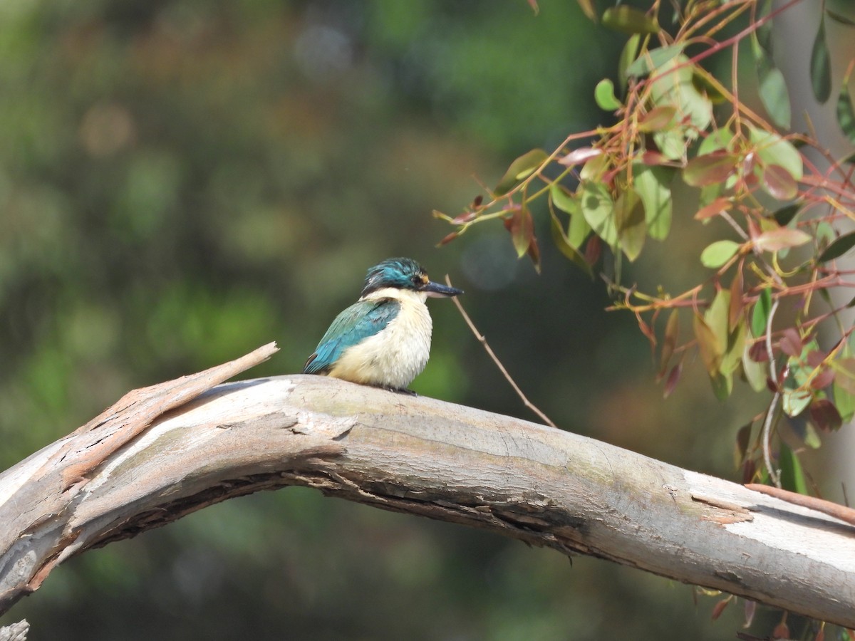 Священная альциона (sanctus) - ML645622529
