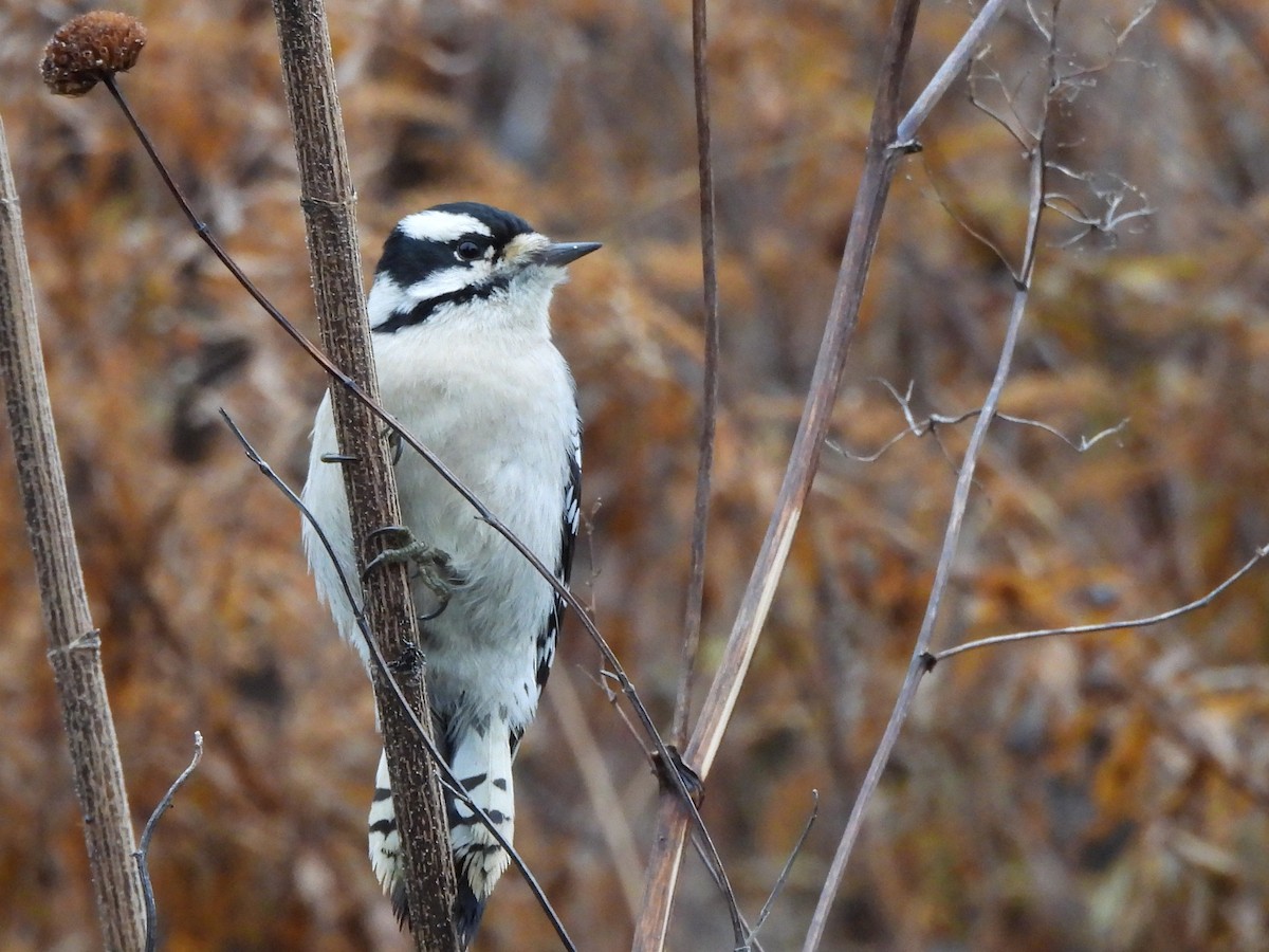 Пушистый дятел - ML645622530