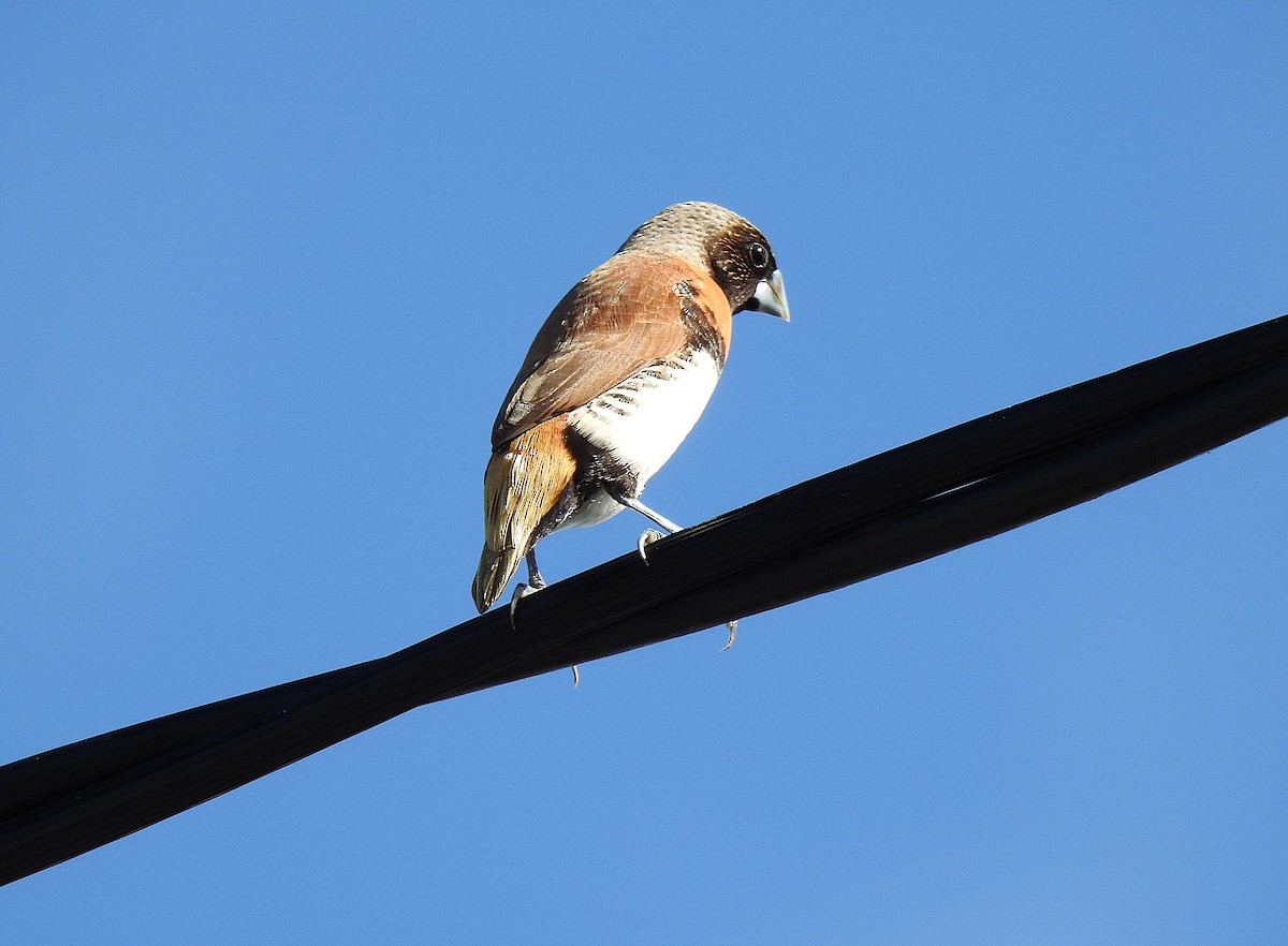 Каштановогрудая муния - ML645622531