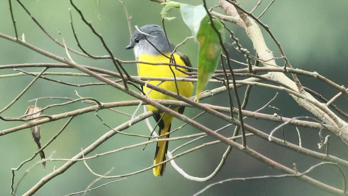 Серощёкий личинкоед - ML645622537