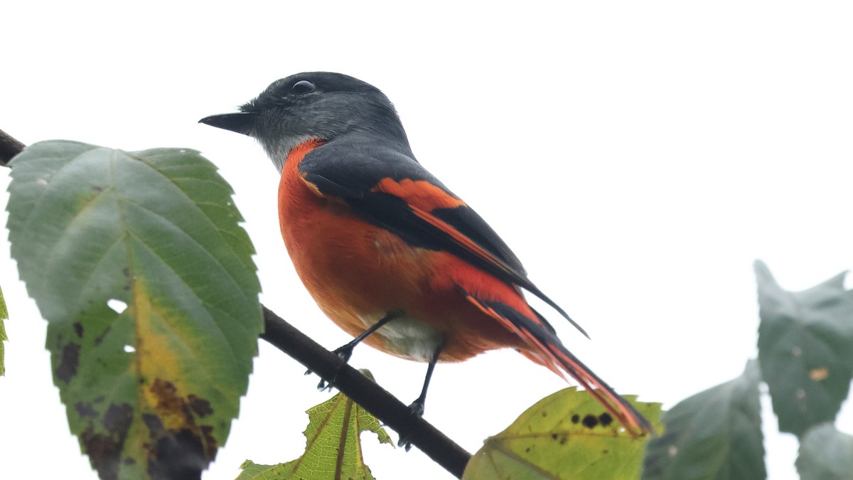 Серощёкий личинкоед - ML645622539