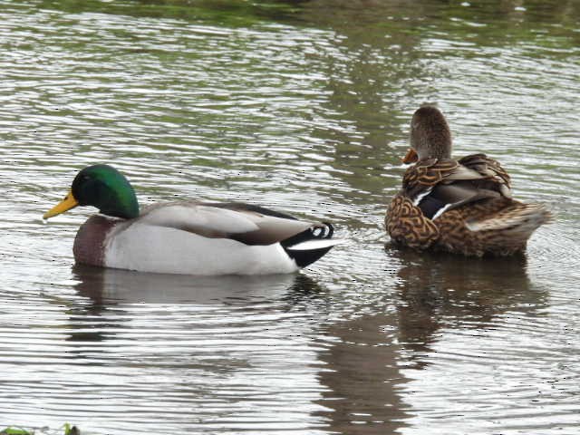 Кряква - ML645622542