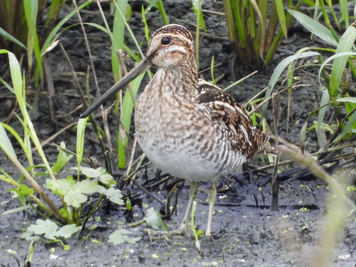 Wilson's Snipe - ML645622546