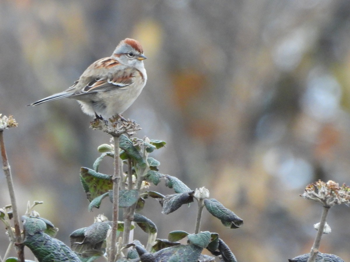 Bruant hudsonien - ML645622547